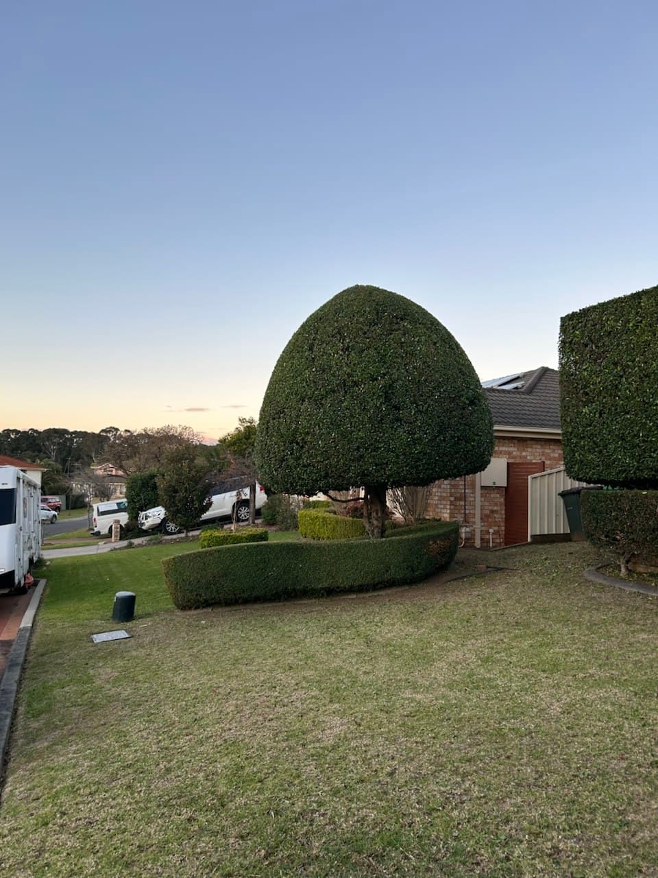 A shaped topiary tree and neatly clipped front hedge kept in perfect form