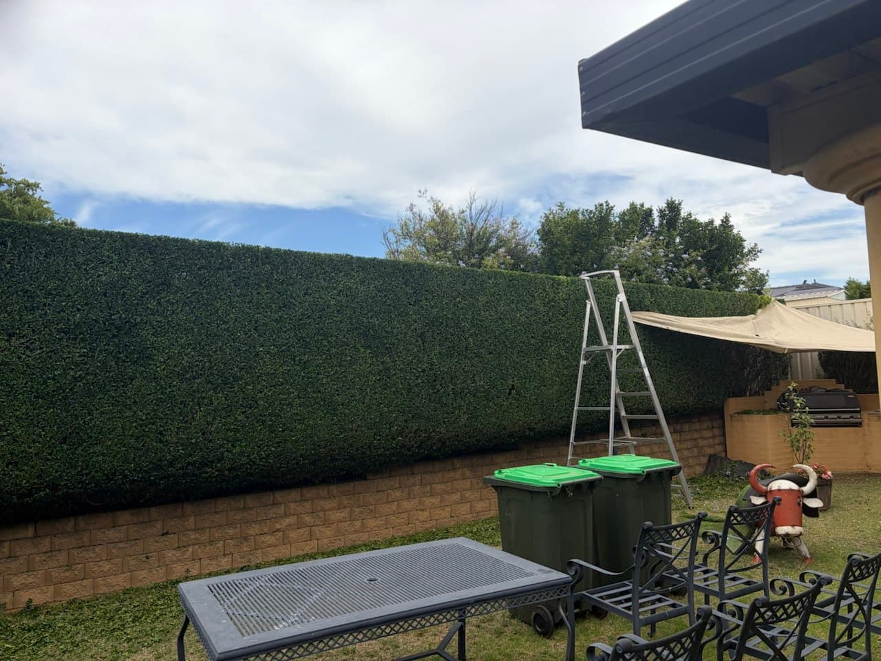 A long boundary hedge trimmed level and square across a Western Sydney backyard